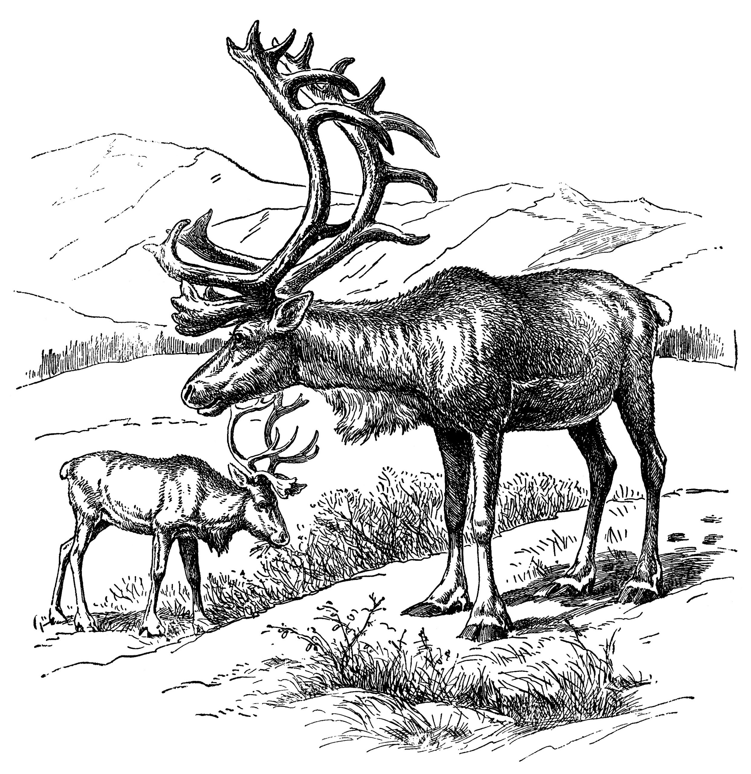 Reindeer Vintage Clip Art The Old Design Shop Clip Art Library