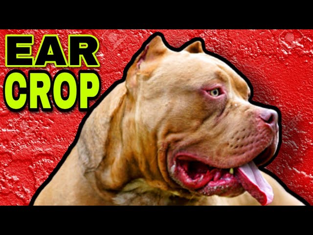 Diving into the World of Pitbull and Bully Ear Cropping - YouTube ...