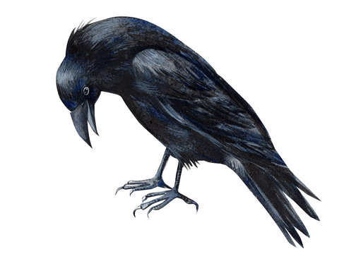 Free clip a raven, Download Free clip a raven png images, Free ClipArts ...