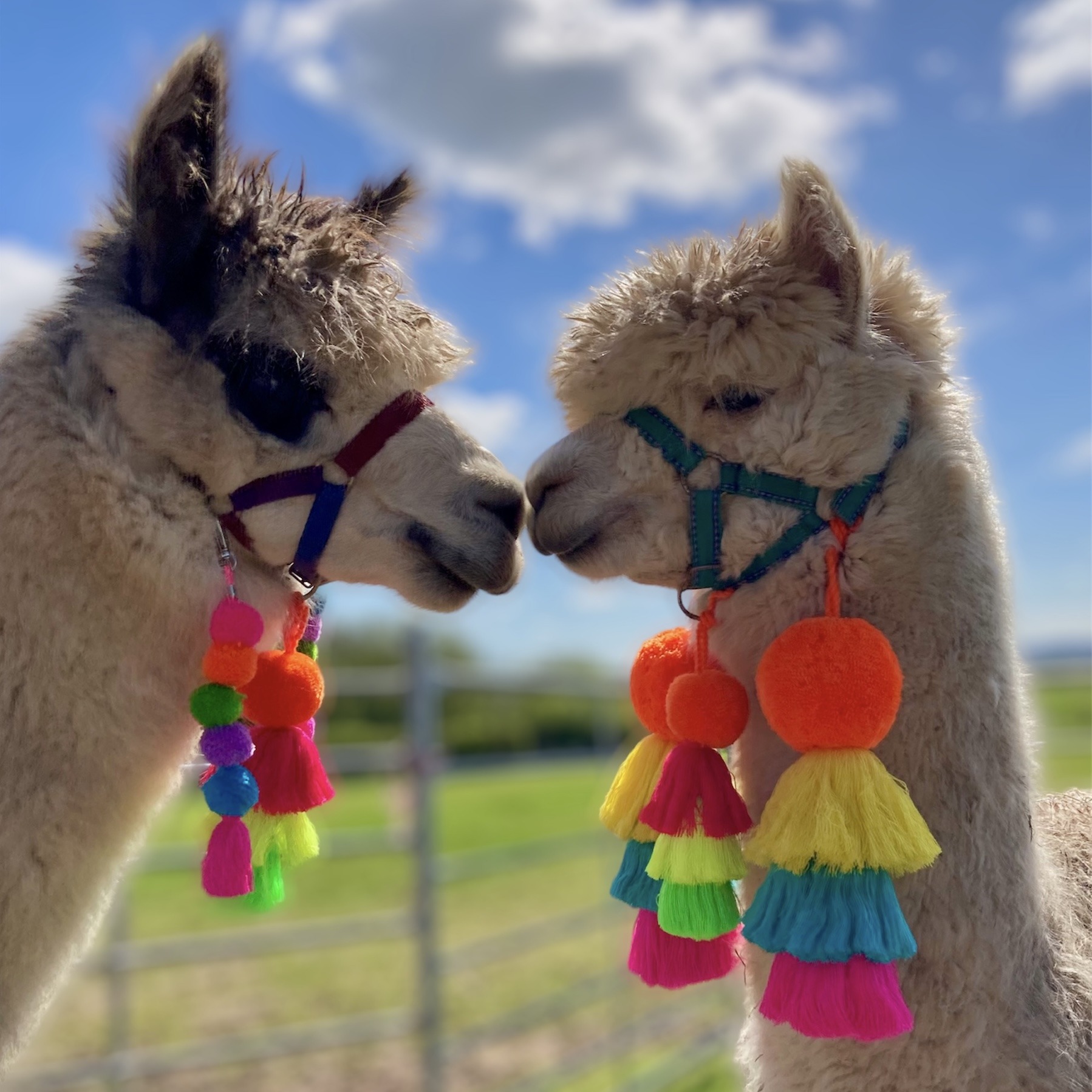 Free clip alpaca, Download Free clip alpaca png images, Free ClipArts