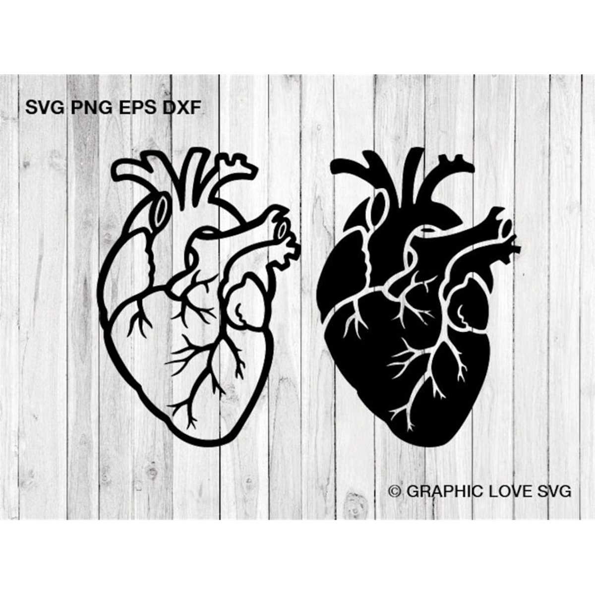 Free clip anatomical heart, Download Free clip anatomical heart png ...