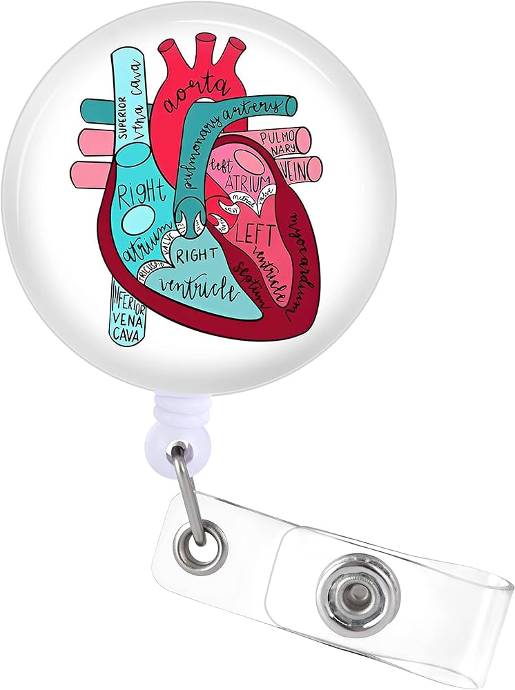 Heart Anatomy PNG, Clipart, Anatomy, Area, Art, Body, Clip Art ...