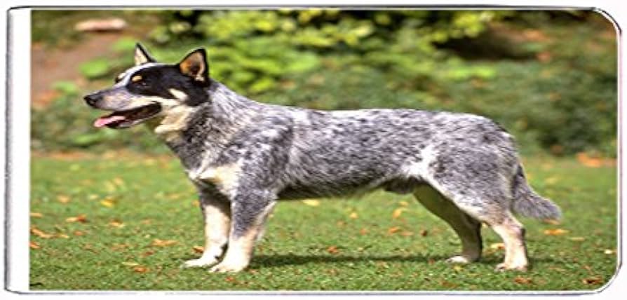 Free clip australian cattle dog, Download Free clip australian cattle ...