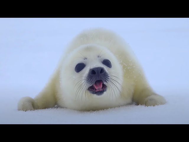 Free clip baby seal, Download Free clip baby seal png images, Free