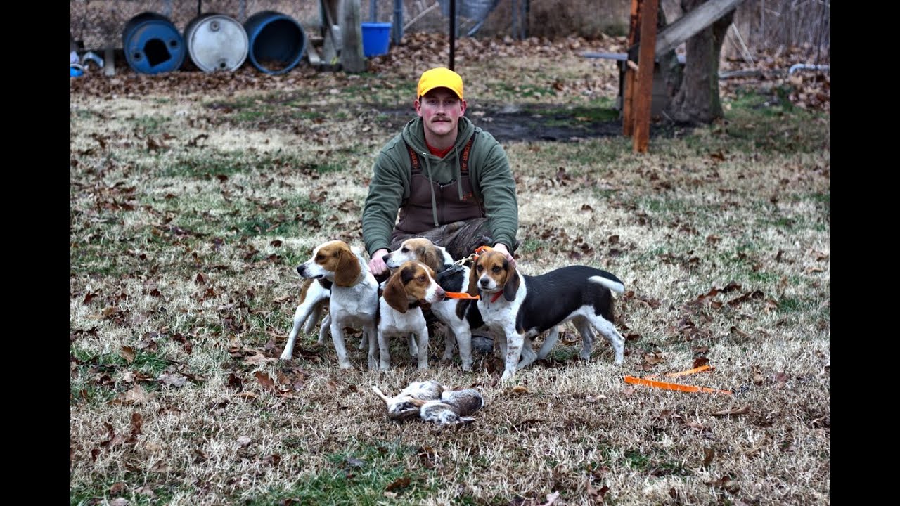 Free clip beagle huntings, Download Free clip beagle huntings png