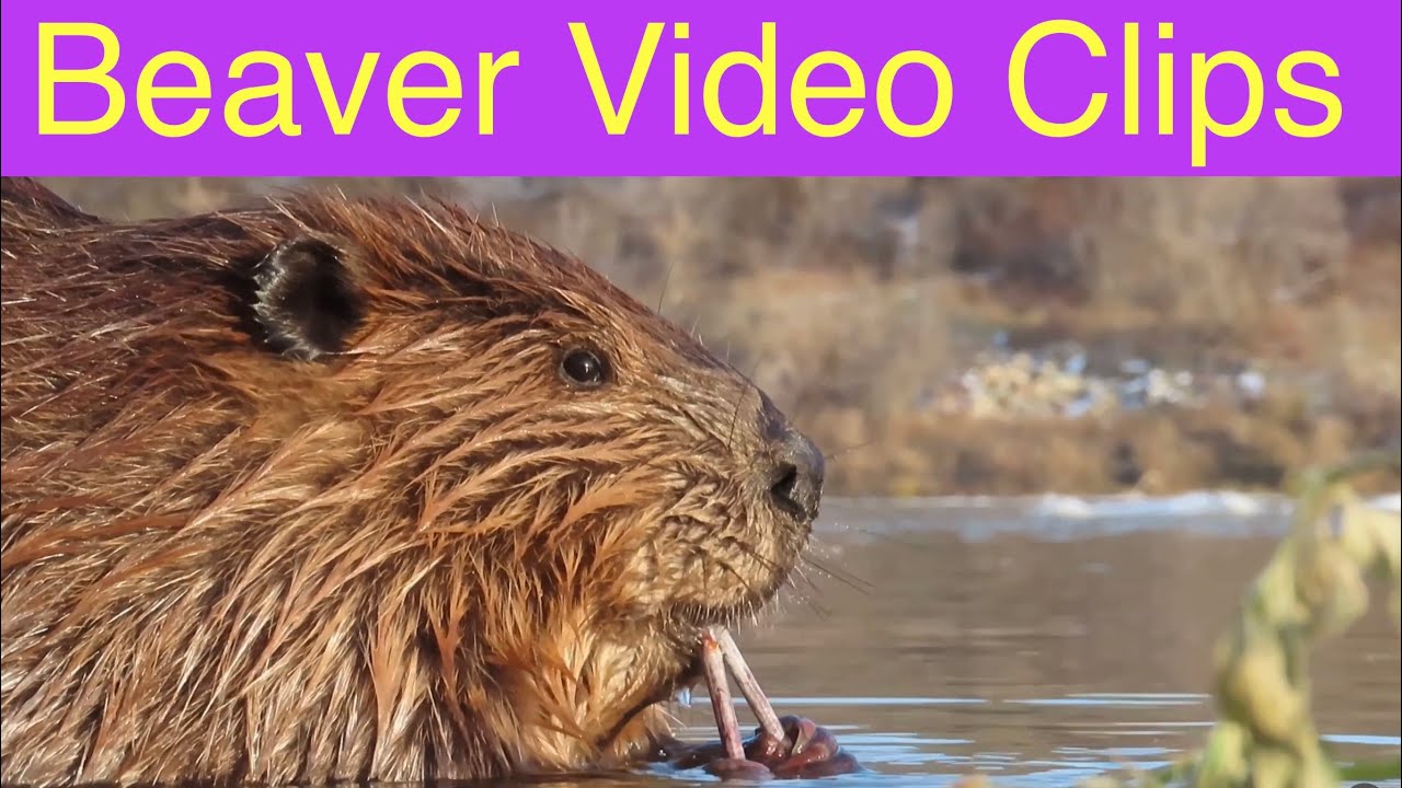 Free clip beavers, Download Free clip beavers png images, Free ClipArts ...