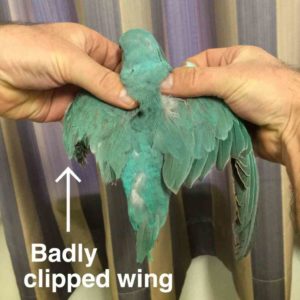 How To Clip A Chickens Wing — Higher Oak Farm - Clip Art Library