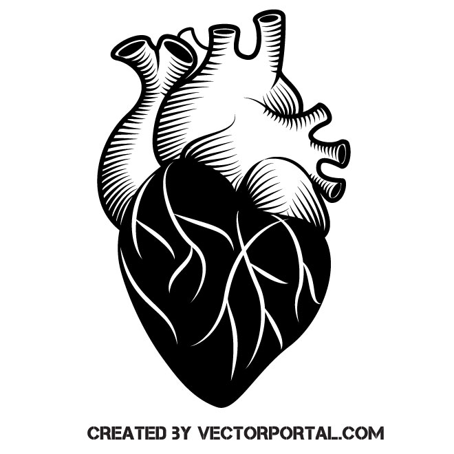 Human heart .ai Royalty Free Stock Vector Clip Art - Clip Art Library