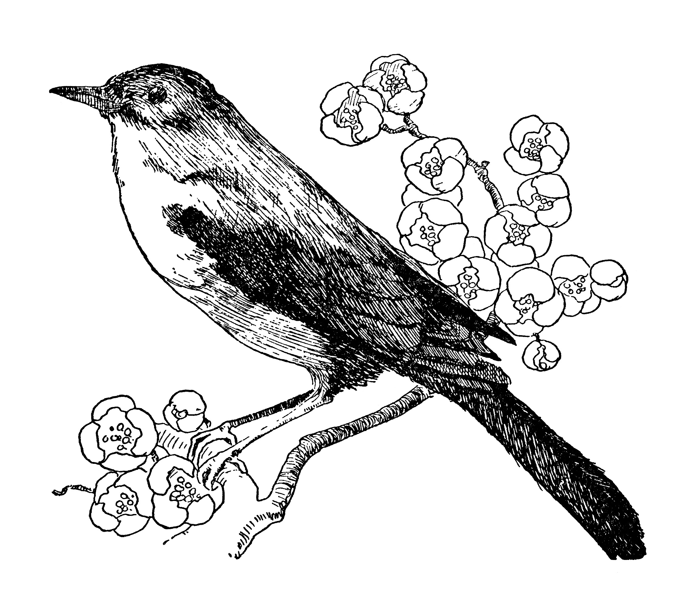 Nightingale Bird Clip Art Illustration - The Old Design Shop - Clip Art ...