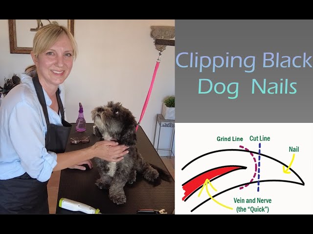 Clipping Black Dog Nails (with Grinding) - Ginas Grooming - YouTube ...