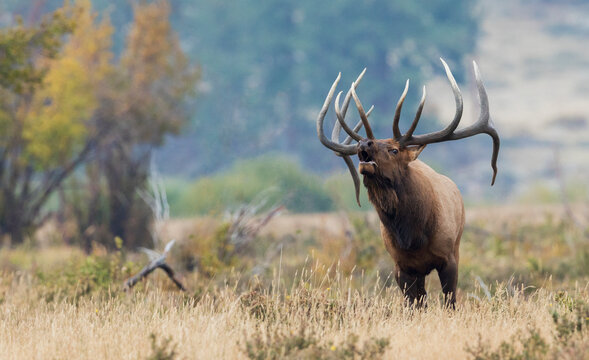 Free clip bugling elk, Download Free clip bugling elk png images, Free ...