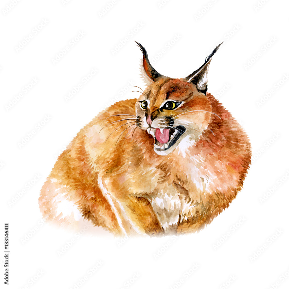 Watercolor portrait of wild caracal cat with black ears isolated ...