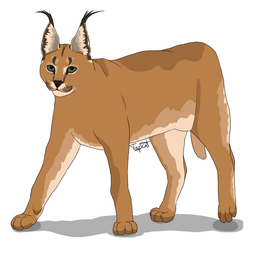 Free clip caracal, Download Free clip caracal png images, Free ClipArts ...