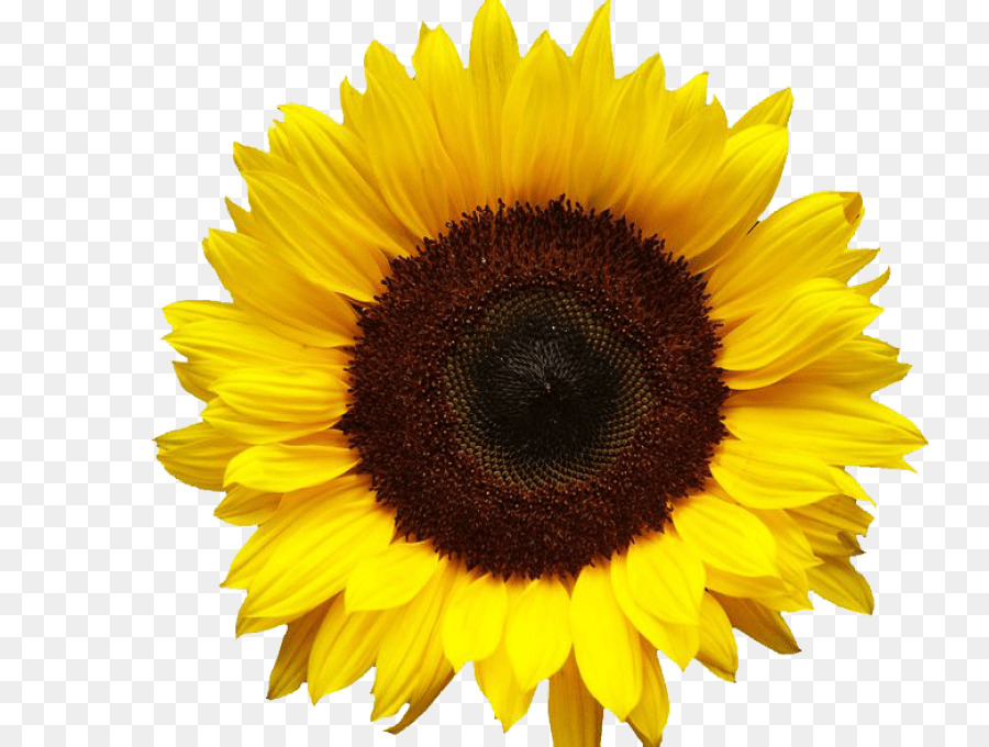 Free clip cartoon sunflower, Download Free clip cartoon sunflower png ...