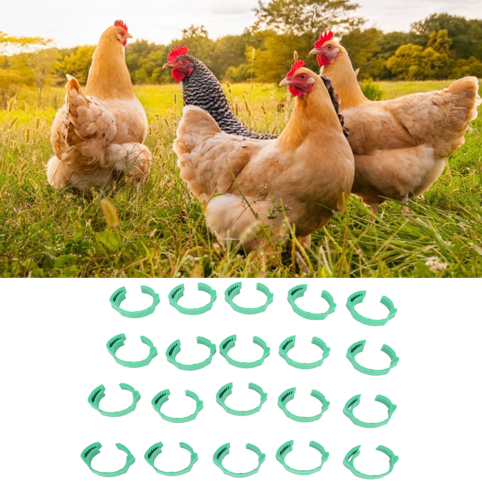 100PCS Chicken Leg Rings Chicken Leg Band Poultry Foot Ring ... - Clip ...