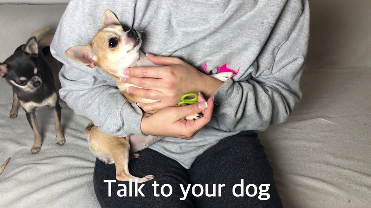 Chelsea Chihuahua Tutorial - Tricky nail Cutting - Clip Art Library