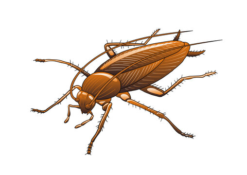 Free clip cockroach, Download Free clip cockroach png images, Free ...