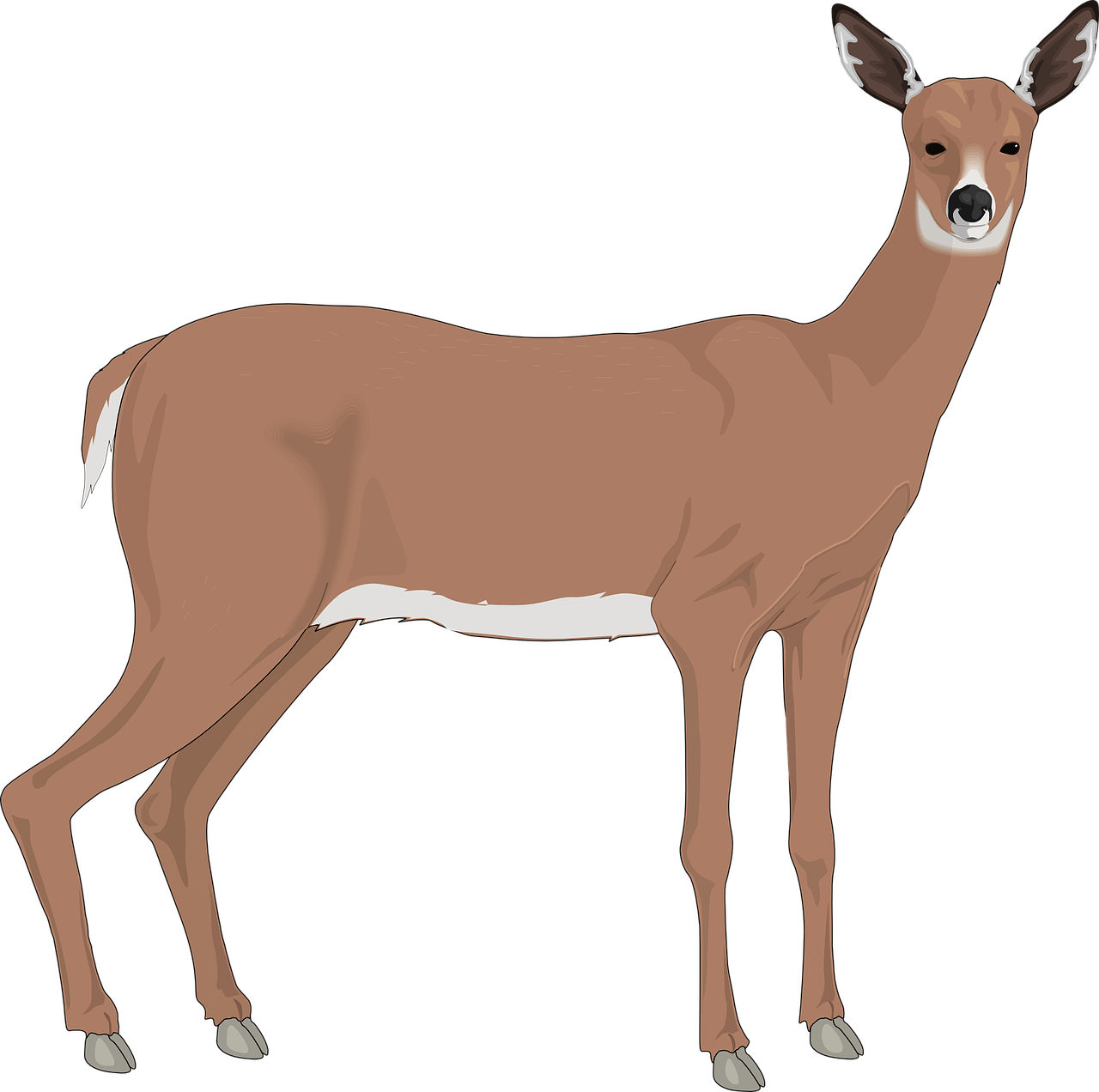 clip-deer-and-doe-15.png