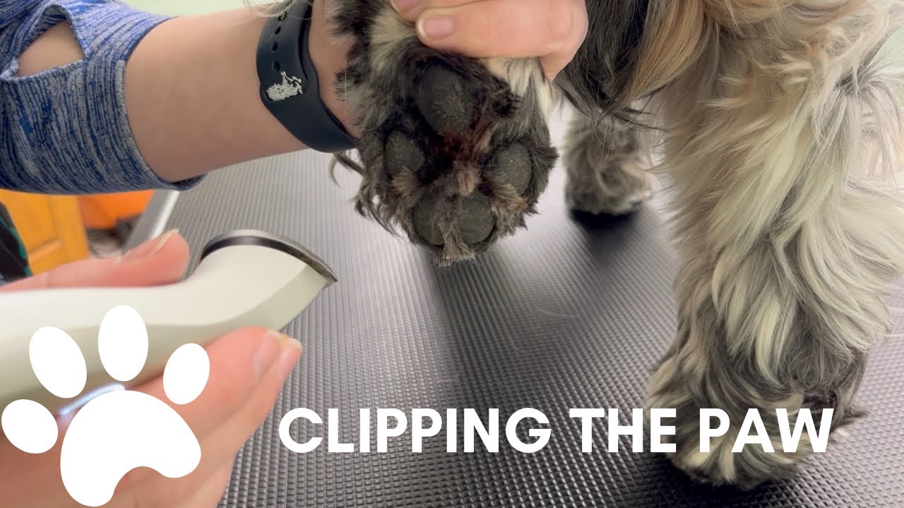 PAW PAD TRIM | THE BASICS | DOG GROOMING - Clip Art Library