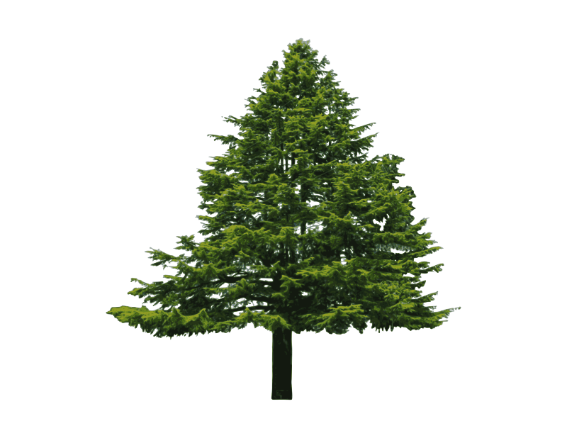 Free clip douglas fir, Download Free clip douglas fir png images, Free ...