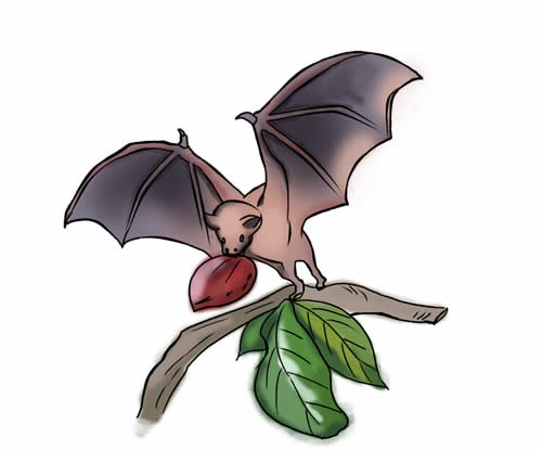 Free clip drawings of fruit bats, Download Free clip drawings of fruit ...