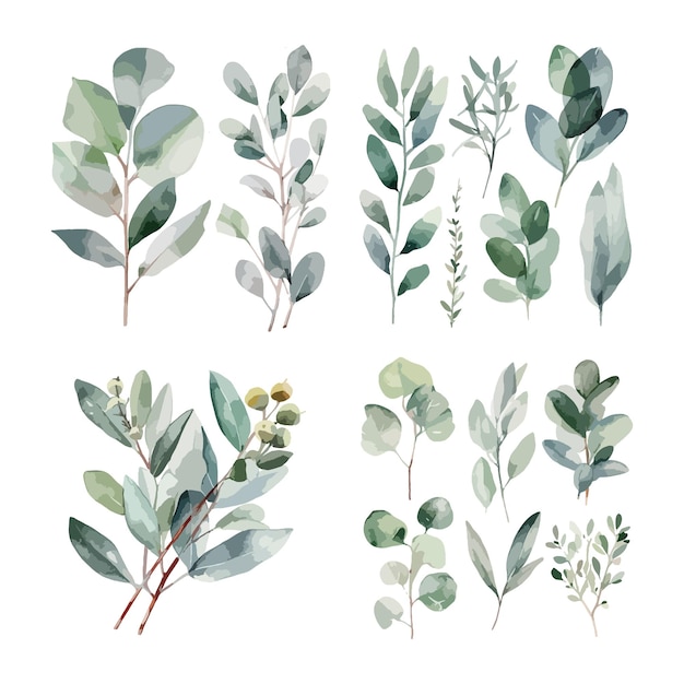 Free clip eucalyptus leaves, Download Free clip eucalyptus leaves png ...