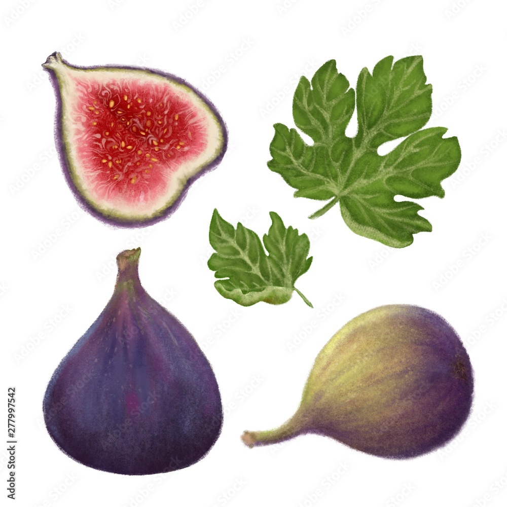 Hand drawn illustration of fig fruit. Realistic clip art of fresh ...