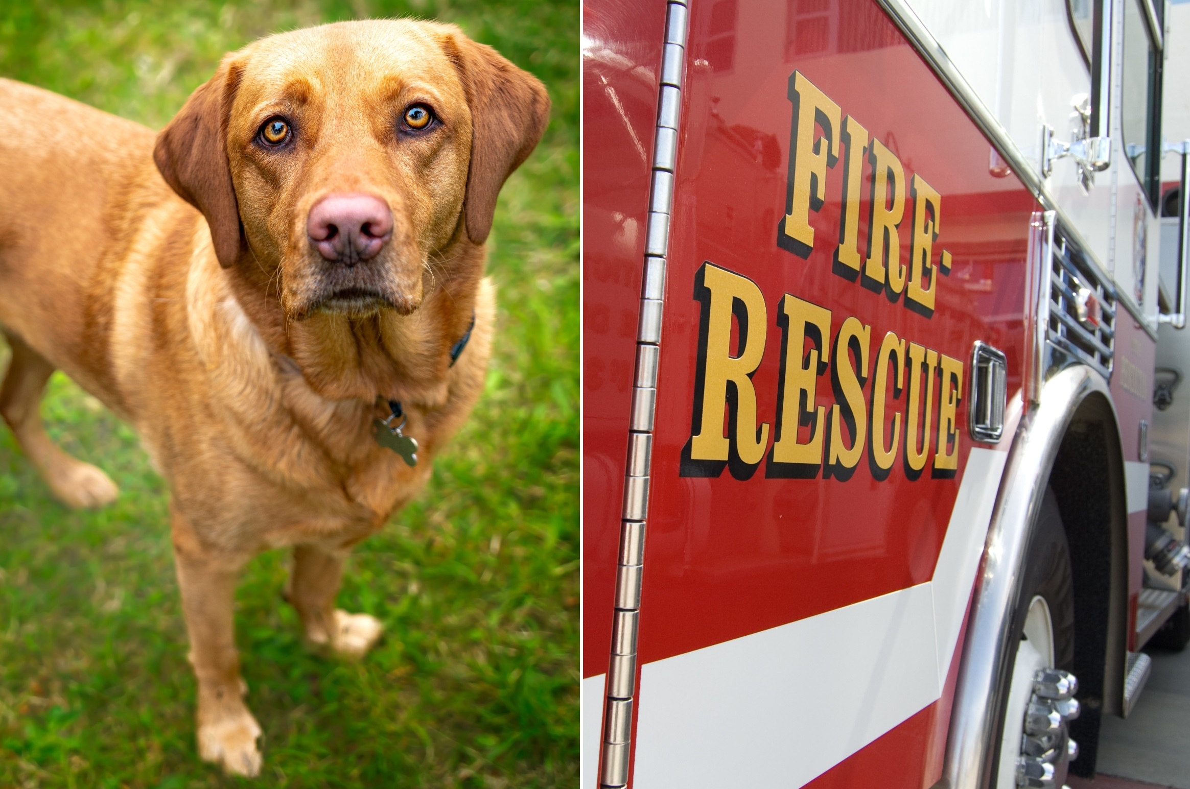 Firehouse Dog - YouTube - Clip Art Library