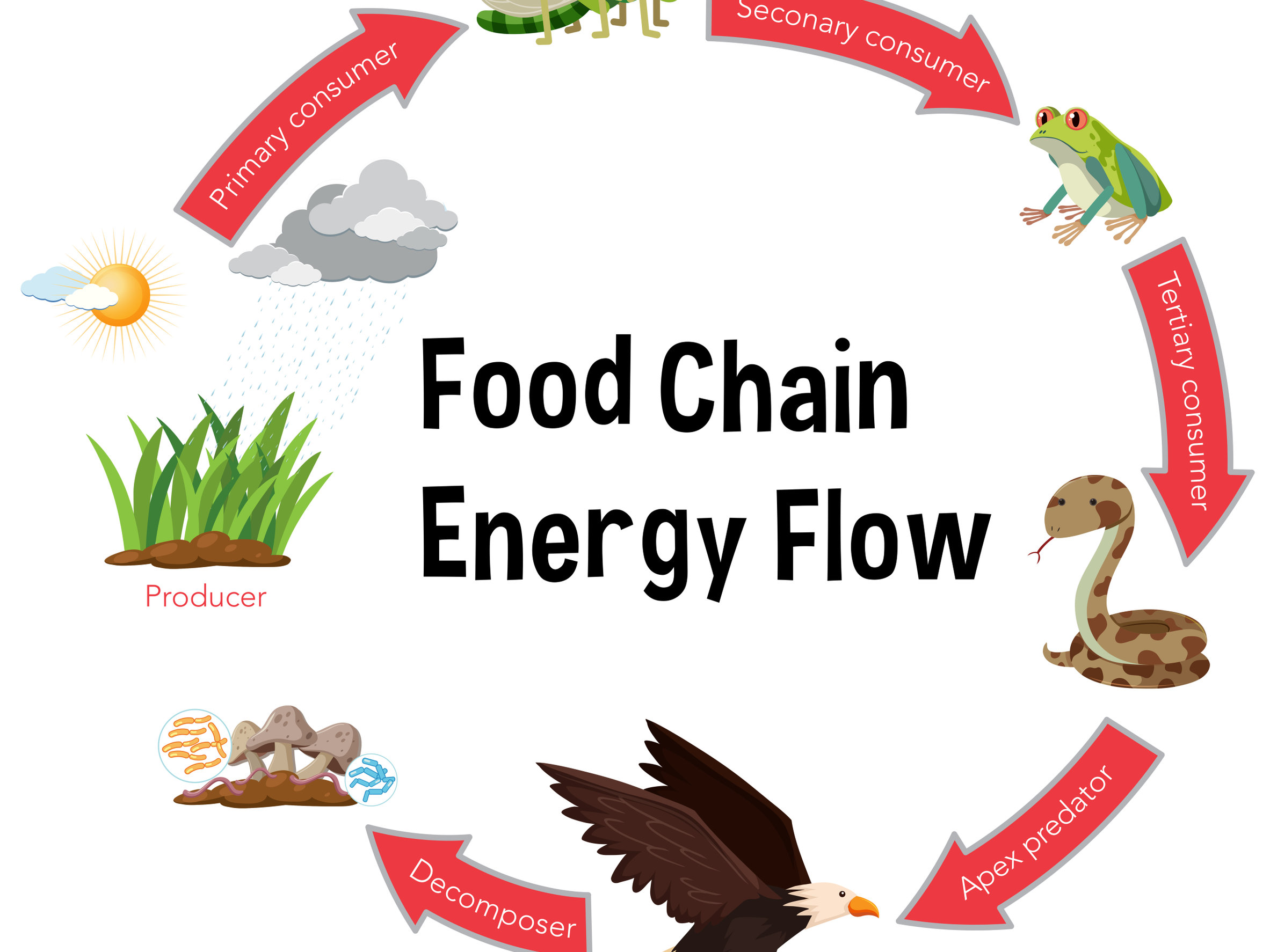 Food Chains, Food Webs and Trophic Levels | Environment - Clip Art Library