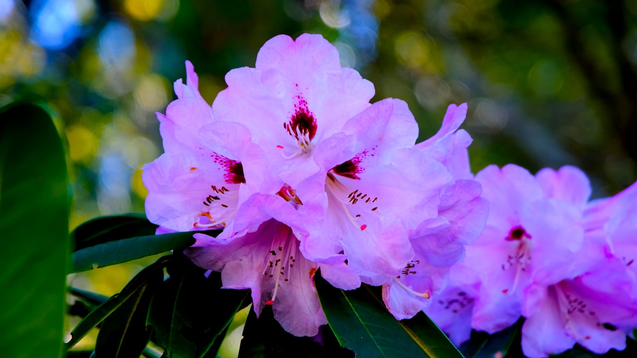 Rhododendron, Shrub, Blossom - Clip Art Library