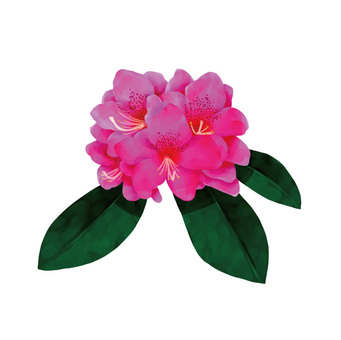 Free Vectors | Rhododendron - Clip Art Library