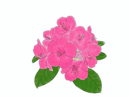 Free Vectors | Rhododendron with leaves 02 - Clip Art Library