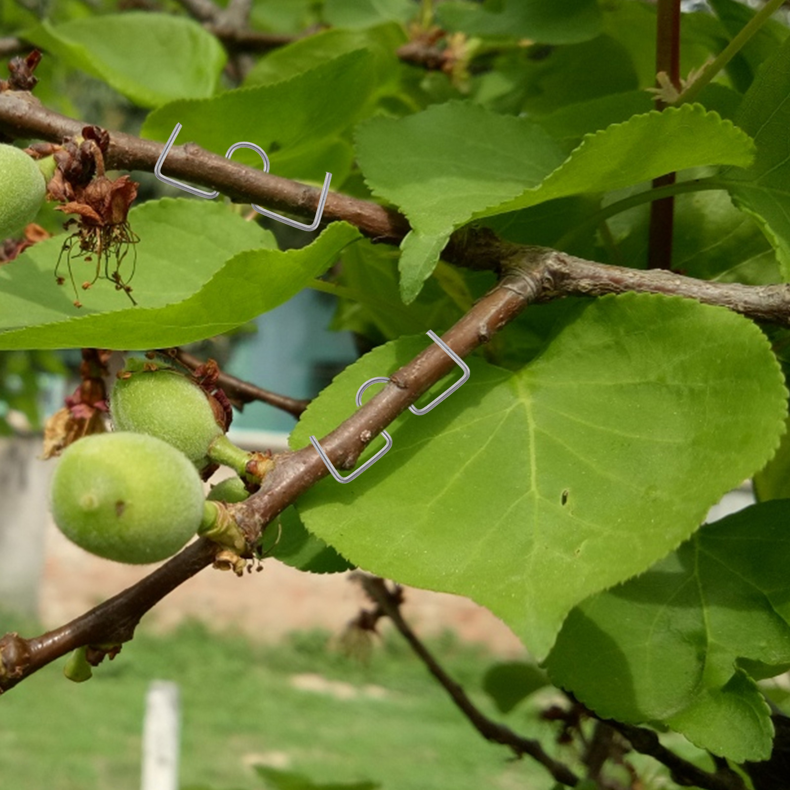 Free clip fruit tree, Download Free clip fruit tree png images, Free ...