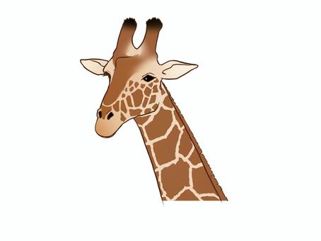 Free clip giraffe head, Download Free clip giraffe head png images