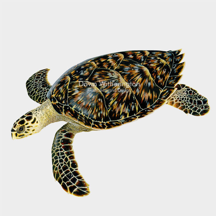 Premium Vector | Hawksbill Turtle Cute Funny Cartoon Kawaii ... - Clip ...