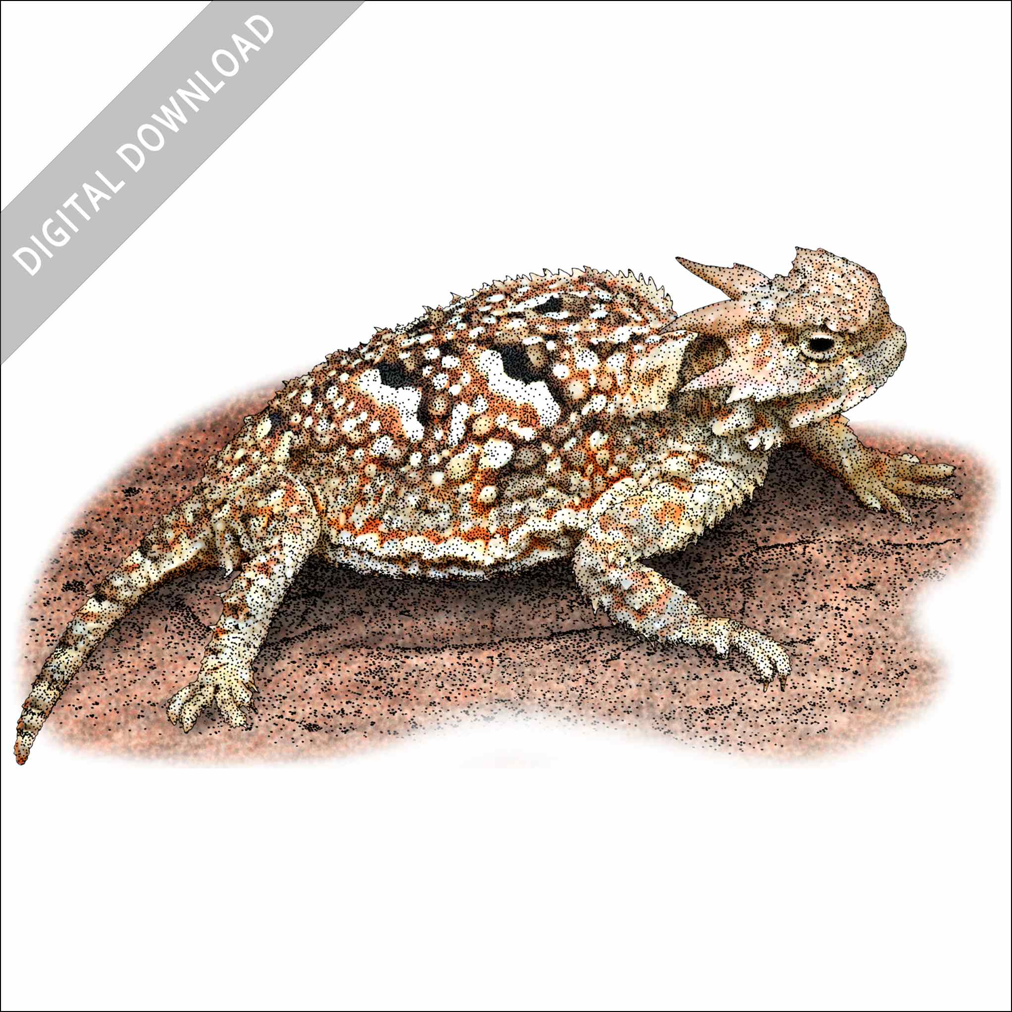 53 Texas Horned Lizard Stock Photos, High-Res Pictures, and Images ...