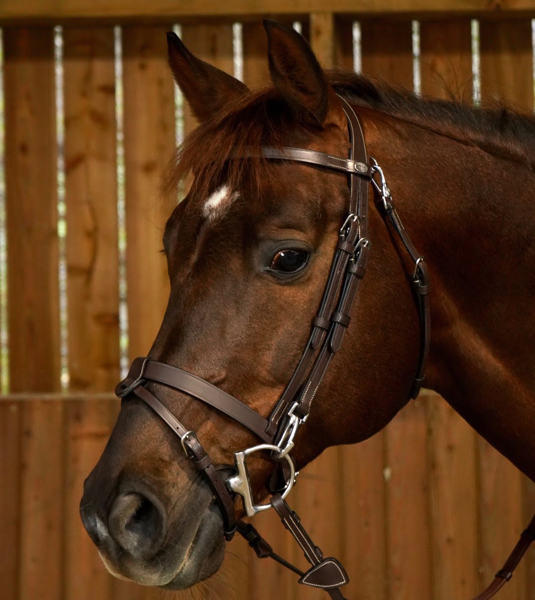 Free clip horse bridles, Download Free clip horse bridles png images ...