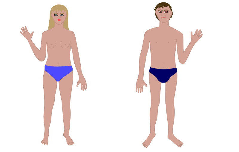 Using D Drawing Figures Adjusting The Body Shape D Controls Clip Art Library