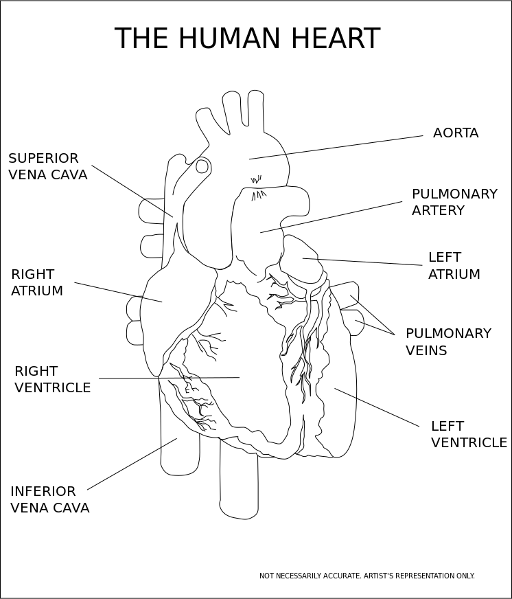 Anatomical Heart Clip Art, Realistic Heart Clipart, Hand Drawn ...