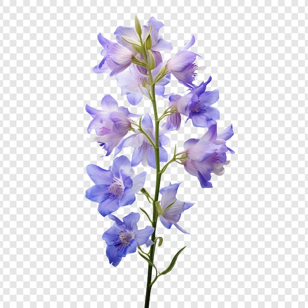 Free clip larkspur flowers, Download Free clip larkspur flowers png ...