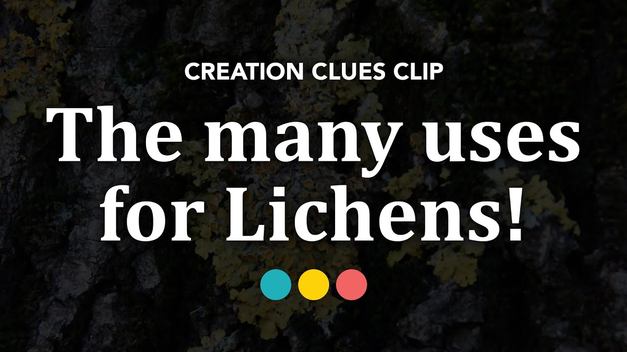 Free clip lichens, Download Free clip lichens png images, Free ClipArts ...