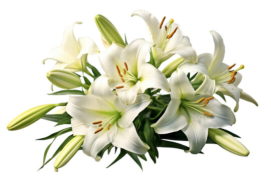 Free clip lilies, Download Free clip lilies png images, Free ClipArts ...