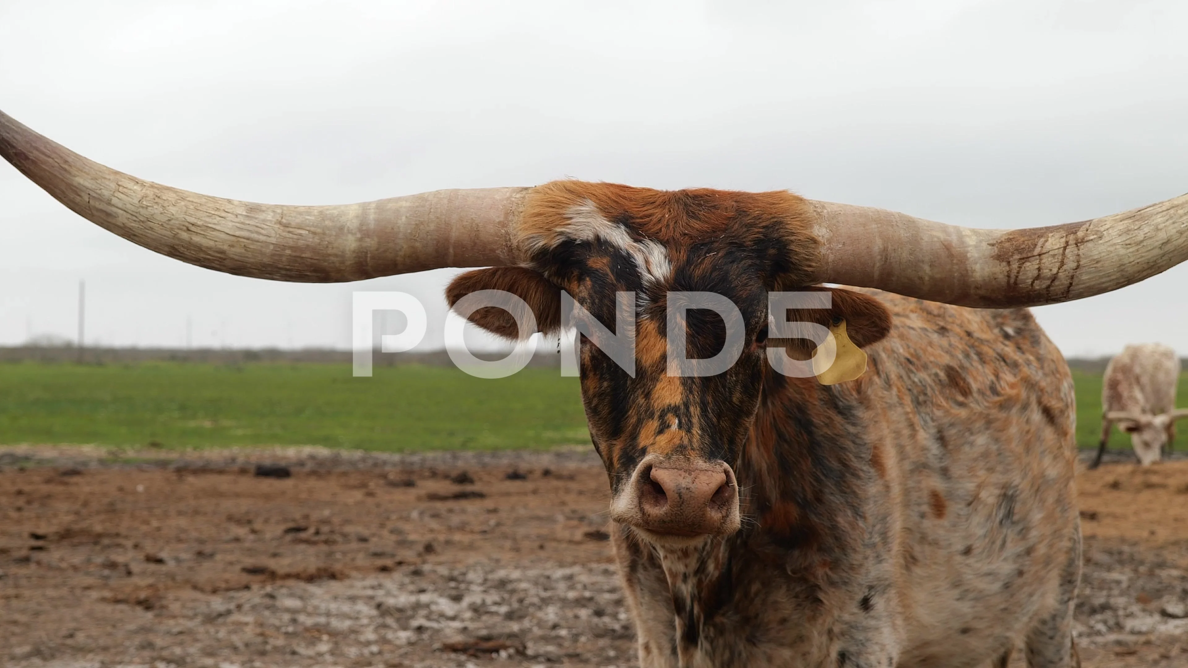 Free clip longhorn, Download Free clip longhorn png images, Free ...