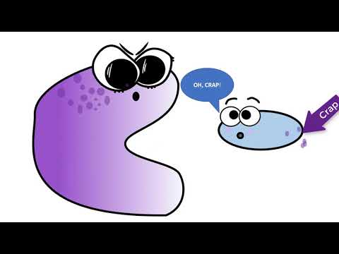 Immunology – Cell Cartoons - Clip Art Library