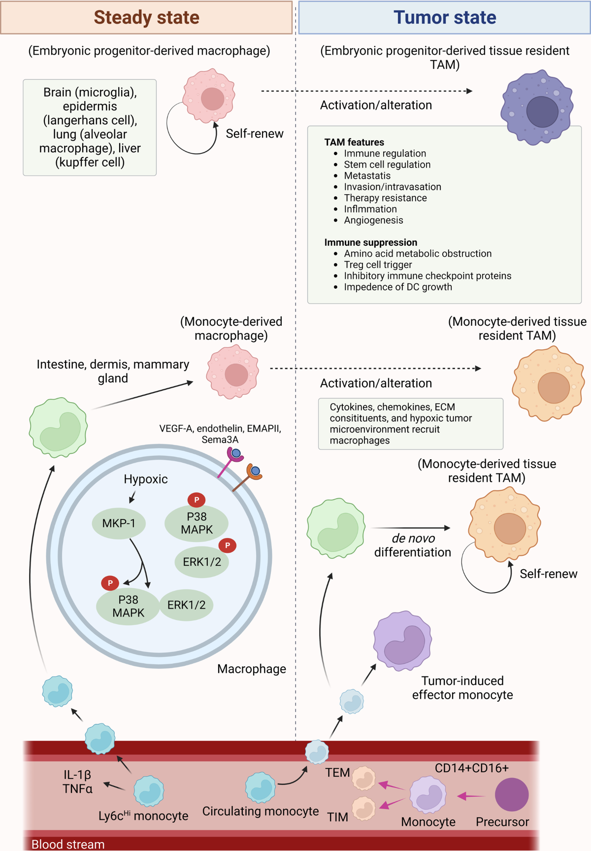 Macrophages in immunoregulation and therapeutics | Signal ... - Clip ...