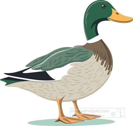 Free clip mallard duck, Download Free clip mallard duck png images ...