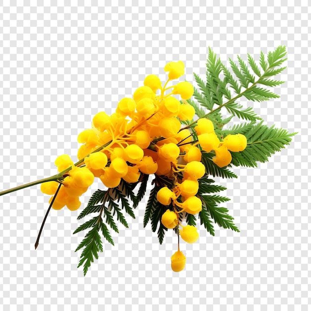 Free PSD | Mimosa flower png isolated on transparent background - Clip ...