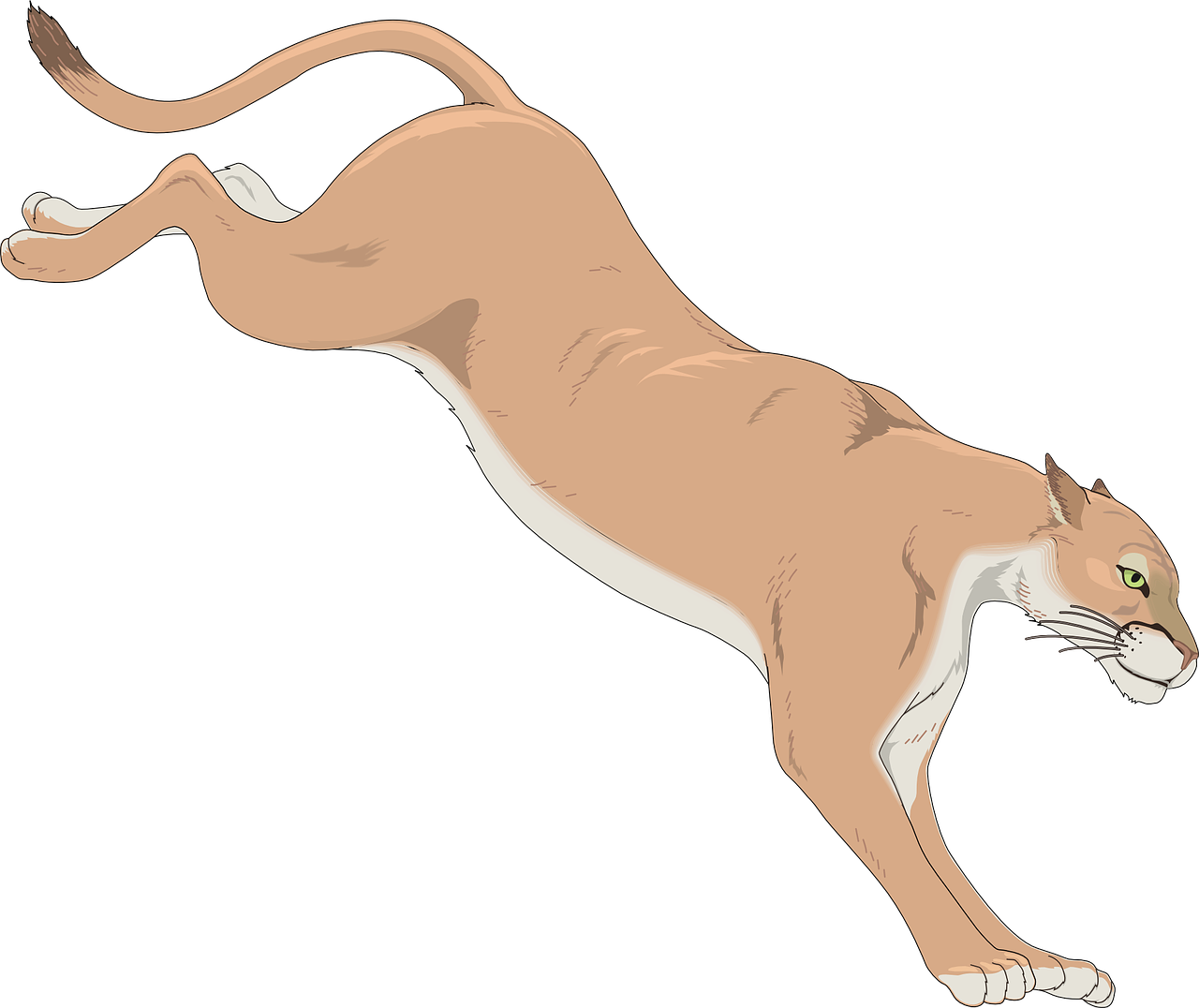 Premium Vector | Puma cougar or mountain lion. vector illustration