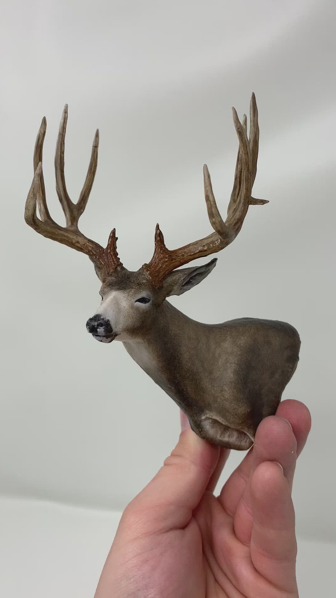 Mule Deer vs. Whitetails: A Species Comparison | MeatEater Wired ...