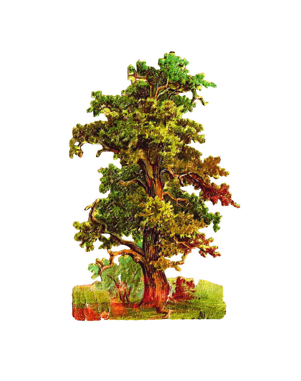 Free clip oak tree graphic, Download Free clip oak tree graphic png ...